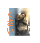 てつの日常生活3（個別スタンプ：1）