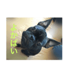 てつの日常生活3（個別スタンプ：5）