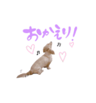 ダックスフンドのレオン君ー日常編ー（個別スタンプ：3）