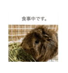 たわし様（個別スタンプ：1）