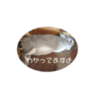 大雑把なうさぎのスタンプ（個別スタンプ：4）