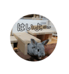 大雑把なうさぎのスタンプ（個別スタンプ：6）
