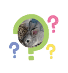 大雑把なうさぎのスタンプ（個別スタンプ：9）