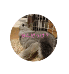 大雑把なうさぎのスタンプ（個別スタンプ：11）