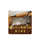 大雑把なうさぎのスタンプ（個別スタンプ：14）