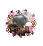 大雑把なうさぎのスタンプ（個別スタンプ：16）