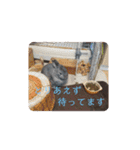 大雑把なうさぎのスタンプ（個別スタンプ：18）