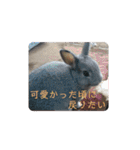 大雑把なうさぎのスタンプ（個別スタンプ：22）