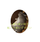 大雑把なうさぎのスタンプ（個別スタンプ：24）