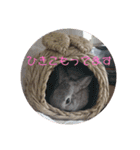 大雑把なうさぎのスタンプ（個別スタンプ：27）