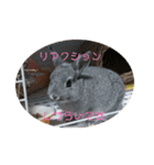 大雑把なうさぎのスタンプ（個別スタンプ：28）