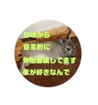 大雑把なうさぎのスタンプ（個別スタンプ：35）