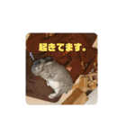 大雑把なうさぎのスタンプ（個別スタンプ：38）