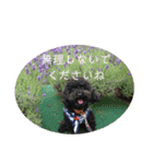 敬語のくろぷースタンプ（個別スタンプ：17）