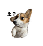 コーギー犬すず2（個別スタンプ：1）