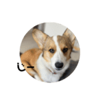 コーギー犬すず2（個別スタンプ：2）