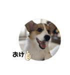 コーギー犬すず2（個別スタンプ：3）