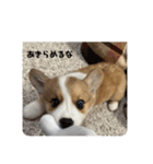 コーギー犬すず2（個別スタンプ：4）