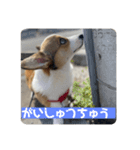 コーギー犬すず2（個別スタンプ：6）