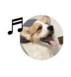 コーギー犬すず2（個別スタンプ：7）