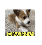 コーギー犬すず2（個別スタンプ：8）