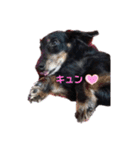 Rusty！！に会いたい❤️（個別スタンプ：11）
