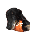 Rusty！！に会いたい❤️（個別スタンプ：36）