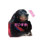 Rusty！！に会いたい❤️（個別スタンプ：37）