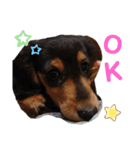 ミニチュアダックス★こてつ②（個別スタンプ：13）