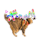 ニャンビレッジ肉球（個別スタンプ：4）