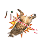 ニャンビレッジ肉球（個別スタンプ：7）