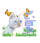 ニャンビレッジ肉球（個別スタンプ：13）