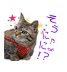 ニャンビレッジ肉球（個別スタンプ：16）