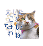 ニャンビレッジ肉球（個別スタンプ：17）
