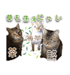 ニャンビレッジ肉球（個別スタンプ：25）