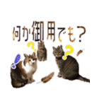 ニャンビレッジ肉球（個別スタンプ：30）
