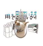 ニャンビレッジ肉球（個別スタンプ：31）