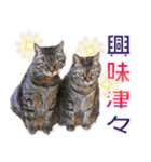 ニャンビレッジ肉球（個別スタンプ：34）