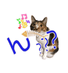 ニャンビレッジ肉球（個別スタンプ：36）
