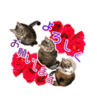 ニャンビレッジ肉球（個別スタンプ：38）