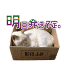 ニャンビレッジ肉球（個別スタンプ：39）