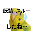 既読にうるさいんこ（個別スタンプ：3）