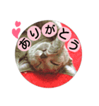 たろうるなでっしゃろ（個別スタンプ：7）