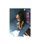 てつの日常生活2（個別スタンプ：1）
