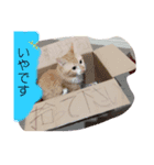 あおちゃんのスタンプ！！（個別スタンプ：1）