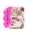 あおちゃんのスタンプ！！（個別スタンプ：4）