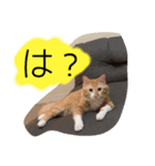 あおちゃんのスタンプ！！（個別スタンプ：8）