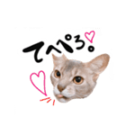 アビシニアン猫のリリーさん、返事スタンプ（個別スタンプ：4）