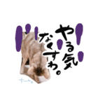 アビシニアン猫のリリーさん、返事スタンプ（個別スタンプ：5）