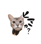 アビシニアン猫のリリーさん、返事スタンプ（個別スタンプ：6）